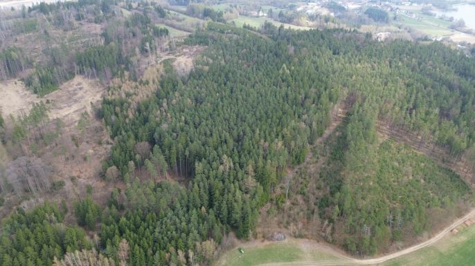 Prodej, Les, Mrákotín