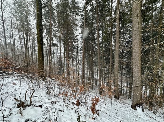 Prodej, Les, Ústí nad Orlicí