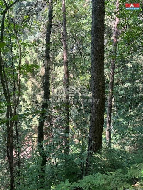 Prodej, Les, Mírová pod Kozákovem