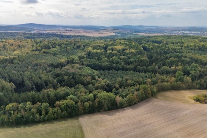 Prodej, Les, Plzeň