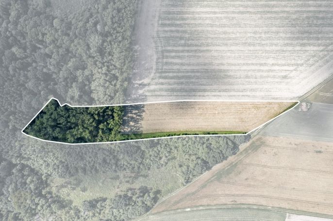 Prodej, Les, Bohuslavice