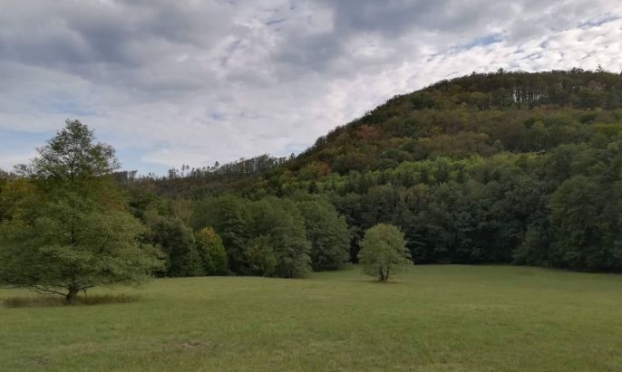 Prodej, Les, Ruprechtov