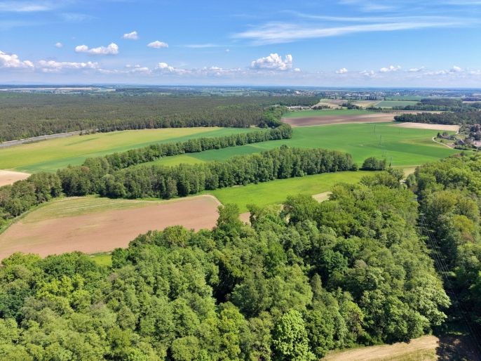 Prodej, Les, Lysá nad Labem