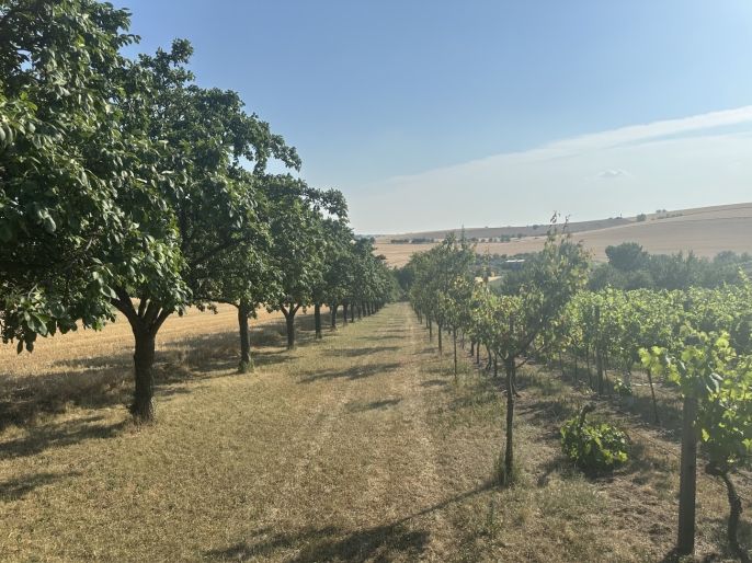 Prodej, Ovocný sad, Svatobořice-Mistřín