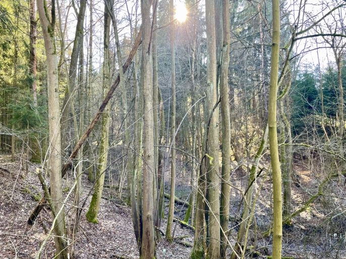 Prodej, Les, Dolní Dobrouč