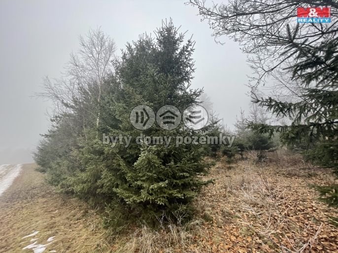 Prodej, Les, Stará Paka