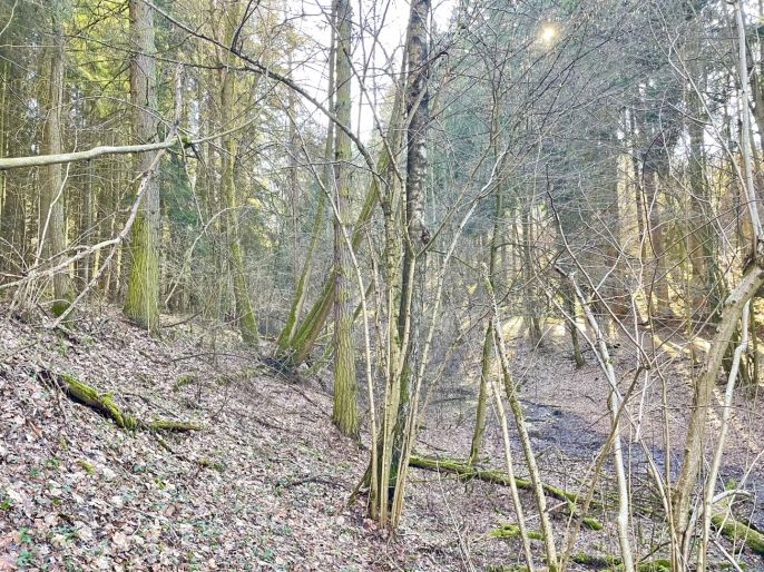 Prodej, Les, Dolní Dobrouč