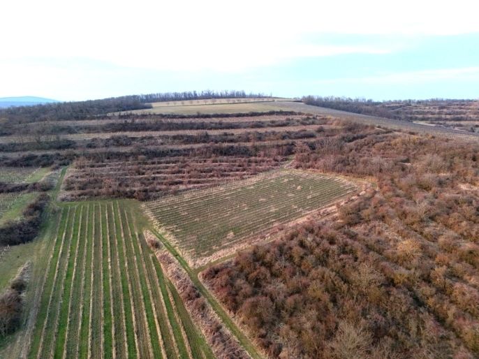 Prodej, Vinice, Sedlec