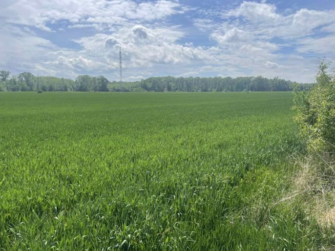 Prodej, Pole, Holíč