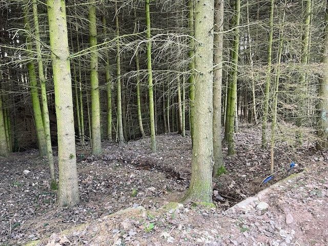 Prodej, Les, Košťálov