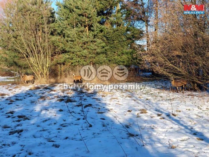 Prodej, Zahrada, Kořenice