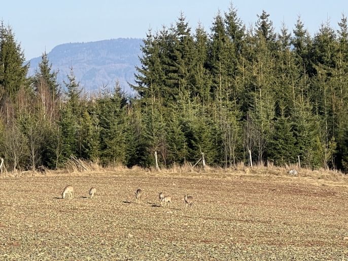 Prodej, Zahrada, Hronov