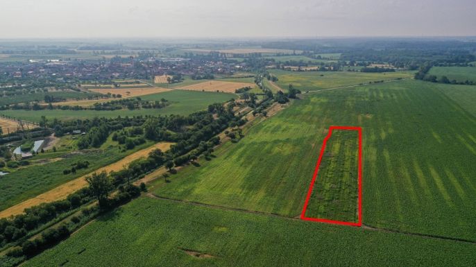Prodej, Pole, Podivín