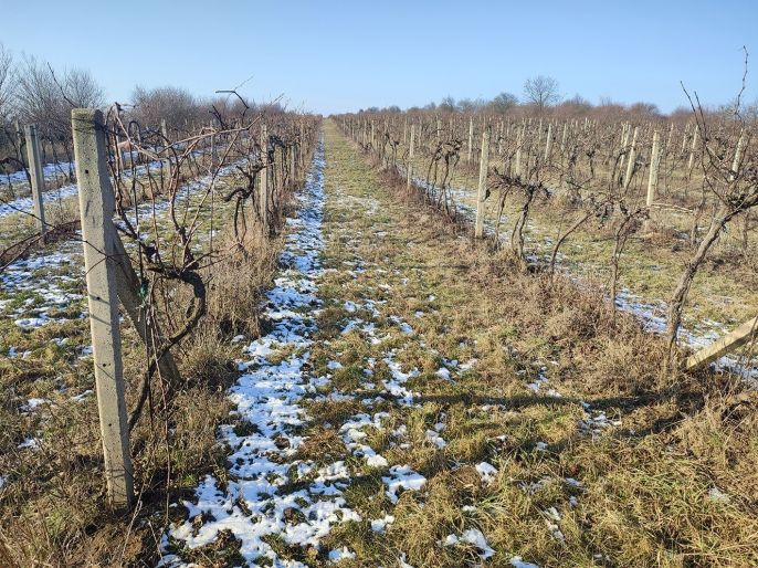 Prodej, Vinice, Morkůvky