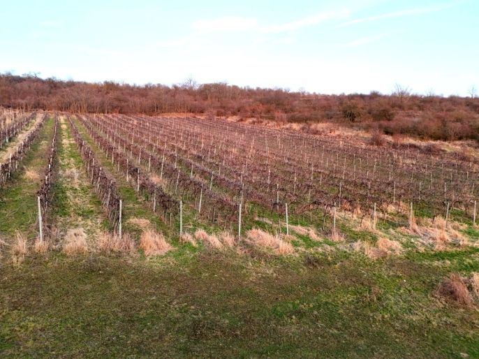 Prodej, Vinice, Sedlec