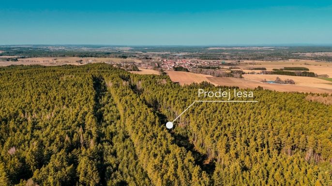 Prodej, Les, Olešnice