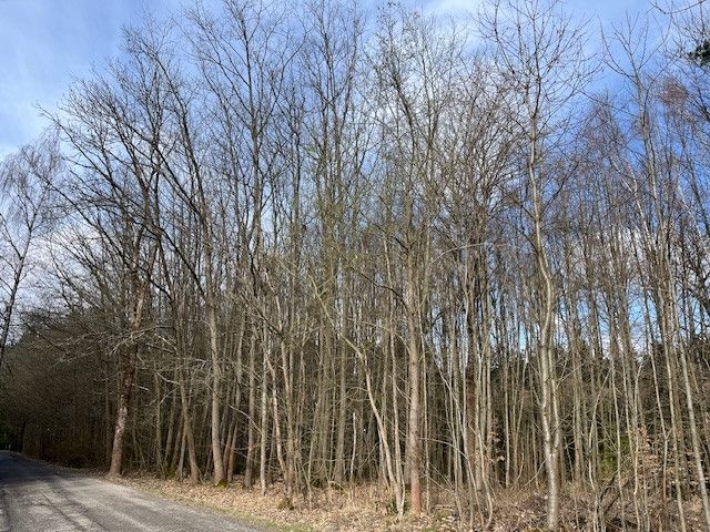 Prodej, Les, Košťálov