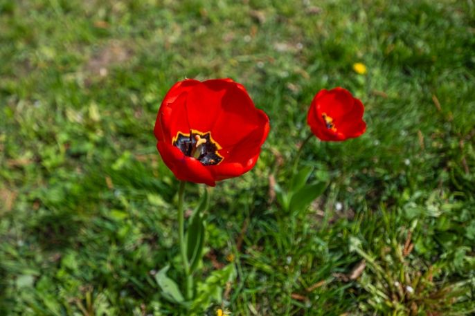 Prodej, Chata, Chomutov