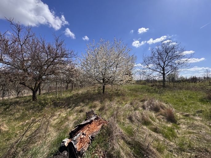 Prodej, Chata, Hrušovany u Brna