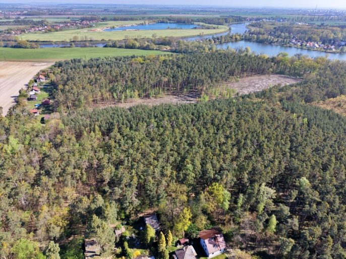 Prodej, Les, Sadská