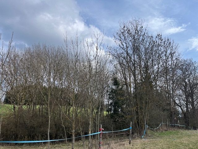 Prodej, Les, Košťálov