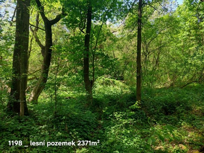 Prodej, Ostatní, Pňov-Předhradí