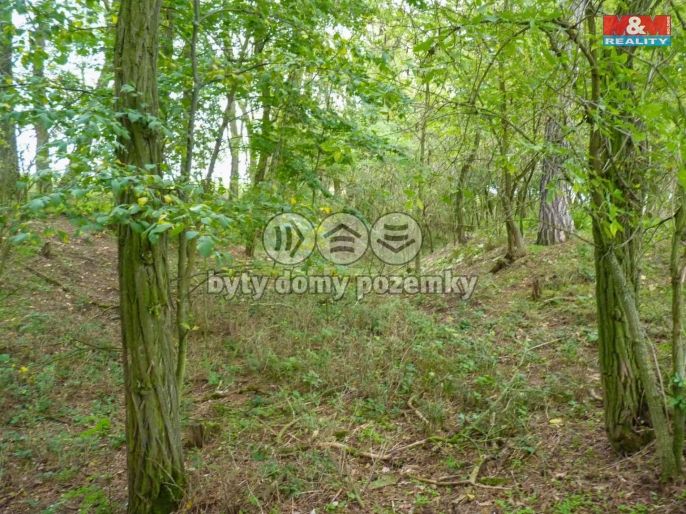 Prodej, Les, Dolní Habartice