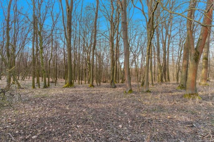 Prodej, Les, Slatiny