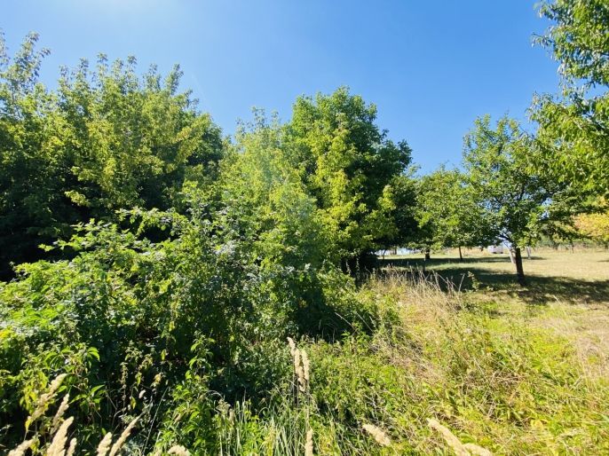 Prodej, Zahrada, Pavlovice u Kojetína