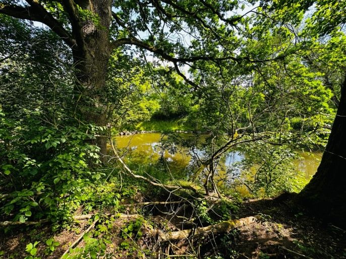 Prodej, Les, Borohrádek