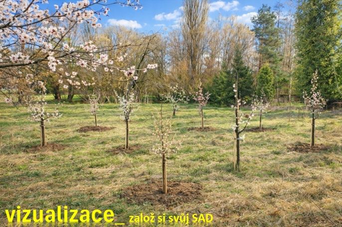 Prodej, Zahrada, Kořenice