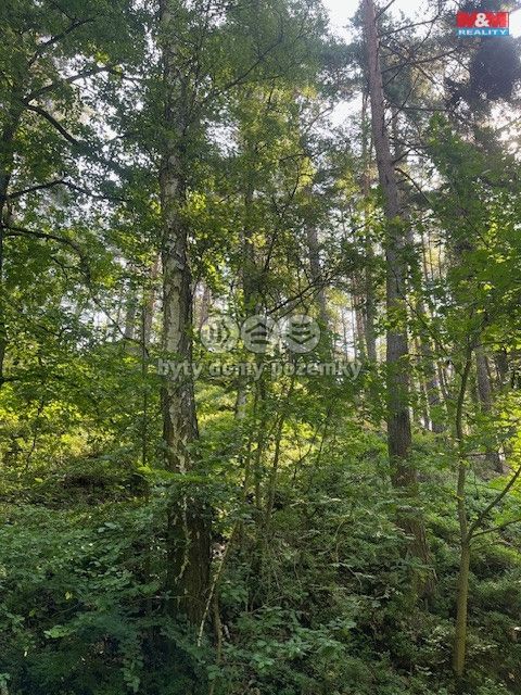 Prodej, Les, Mírová pod Kozákovem