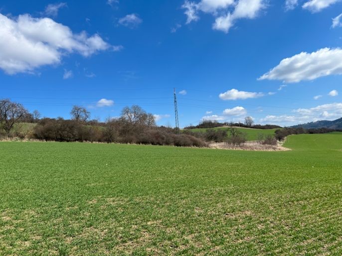 Prodej, Ovocný sad, Sušice