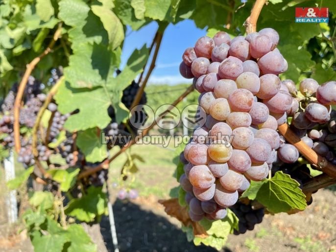 Prodej, Vinný sklep, Perná