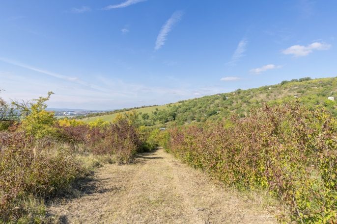 Prodej, Zahrada, Židlochovice