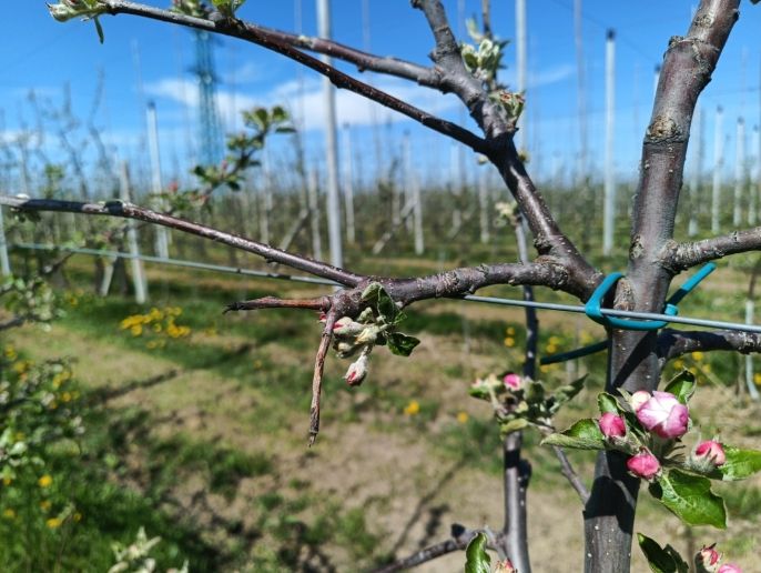Prodej, Ovocný sad, Synkov-Slemeno