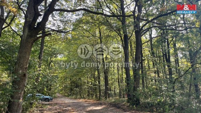 Prodej, Les, Kněždub