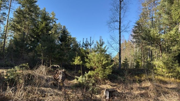 Prodej, Les, Olešnice