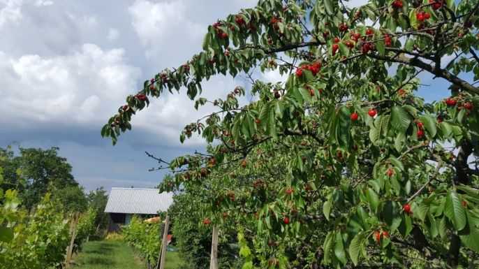 Prodej, Zahrada, Nový Šaldorf-Sedlešovice