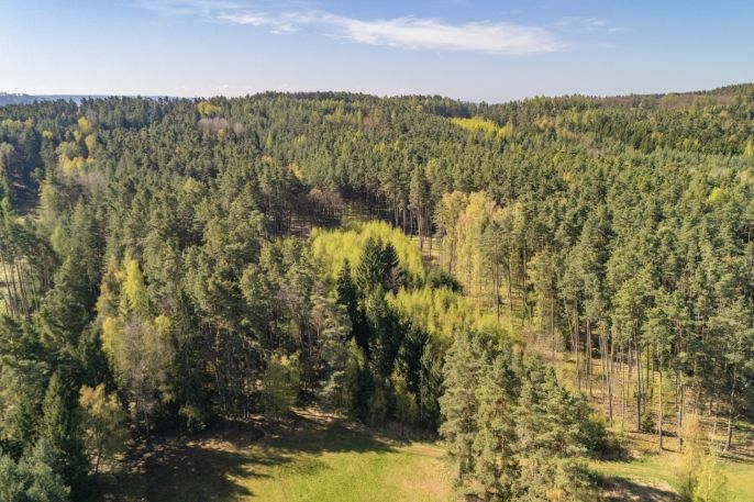 Prodej, Les, Losiná