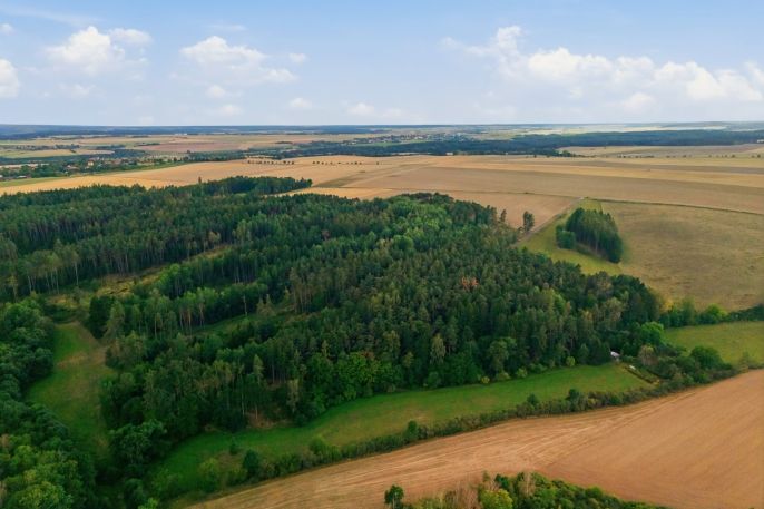 Prodej, Les, Břežany