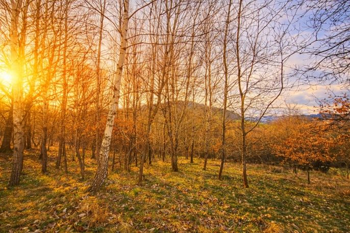 Prodej, Louka, Mikulůvka