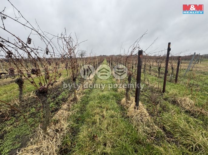 Prodej, Vinice, Dolní Dunajovice