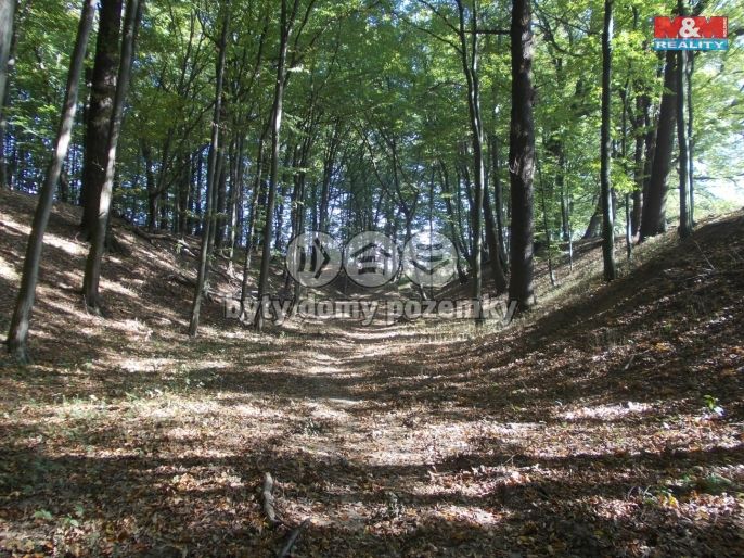 Prodej, Les, Ostrava