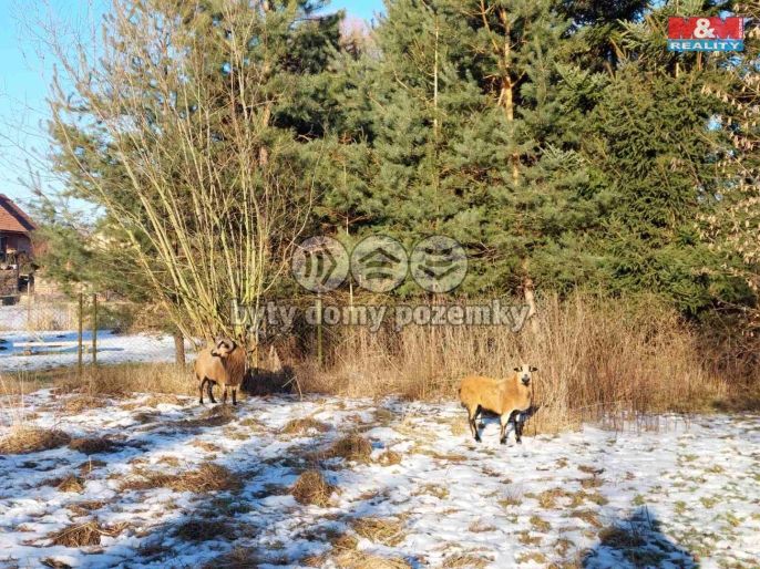 Prodej, Zahrada, Kořenice