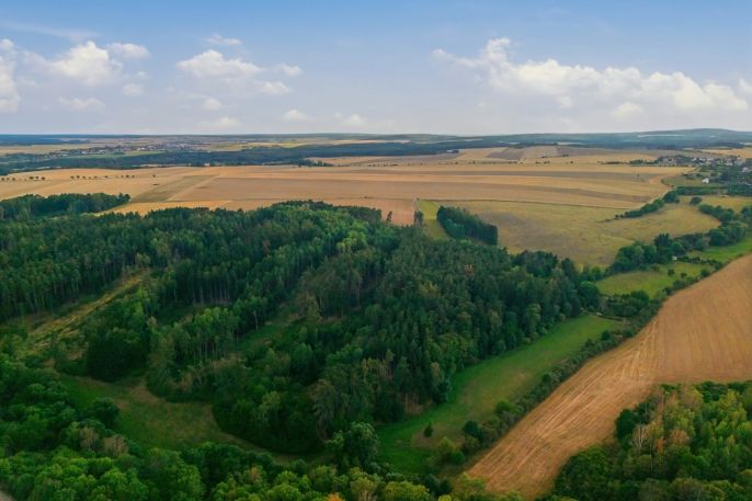 Prodej, Les, Břežany