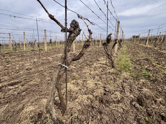 Prodej, Vinice, Velké Bílovice