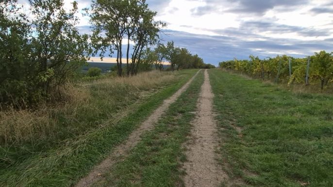 Prodej, Vinice, Bzenec