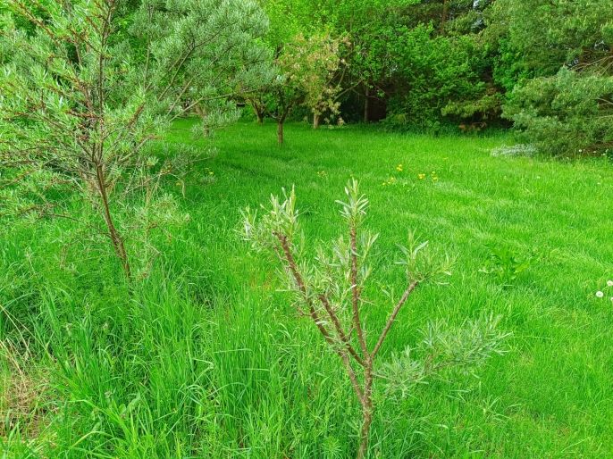 Prodej, Pozemek k bydlení, Senožaty