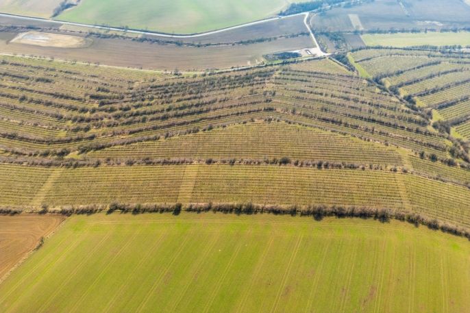 Prodej, Vinice, Morkůvky